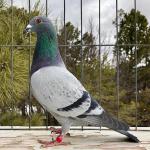 
Best pigeon overall and 3x e1st. one pure 1st. 4th prize final 400 miles.
Bred money winners in OLR including 2025 Big Andy's.
