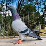
True Blood
Double - double brother sister Porsche 911. 100% Wacko Freddy x Lieve. He bred 10th Ace Thailand Masters and 1st Iron Bird champion from two birds raced in 2023-24.