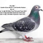 
Bred 1st prize 350 miles OLR.