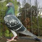 

Our best foundation male bred here at our loft. Konbird x Blue Power. Many 1st prize winners including 1st national ace pigeon YB USA. Many 1st prize 350 miles one loft race winners and 1st ace pigeons. 1st USA pigeon in the clock AfrikaPro final 2025. 19th International winner.