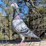 
Only Stars - son of Infinity. - graded a 9.75 by renowned grader in Belgium as a 9.75. Graded pigeons for PIPA.
Breeder of money winners in first and 2nd season. 2 different one loft races. Sooner and Upper Canadian at 350 and 400 miles.