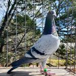 

Big Tex - winner of 1st Best pigeon and 4th prize final 400 miles. Also a 1st prize, 2nd prize and 6th prize during series being e1st multiple times. Son of Konbird and Daughter Birdy. Sire of multiple winners OLR's. Including Cotton classic 350 2025.