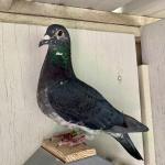 
Psycho 
Dam 1st Concourse champ raced by Tim Farr. Multiple Diploma wininng hen FARR 1028 and AU HOF cock Farr 2221. Dam of EASLEY 226 Flowmaster 33 prize 220 miles 1798 birds and one of 91 pigeons left in the Knockout
competition. 33rd Ace pigeon out of 5,000 birds. Hoosier Million Dollar Race 23'