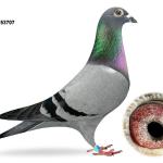 
The 07 - daughter of Maurice and Sister Jana.
Dam to 8th champion bird Boston concourse.