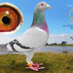 

Bullet - 1st prize 723 km. 1st Ace pigeon in 12 race series with 3 times e1st and 1 pure 1st. Also 2nd, 3rd, and 4th prizes. Dam of e1st 350 miles OLR also e1st drop 20 miles AfrikaPro and 2nd best fancier by 11 seconds.
