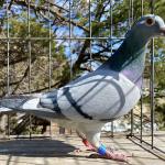 
Dam of e1st final 325 miles SCOLR. Dam of 2nd Fancier race 7. Dam of 1st USA bred pigeon and 19th final race 601 km 1653 b. AfrikaPro 2025.