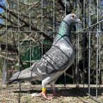 

Shorty - super nice hen. 