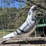 

The 461 bred 8th place at 452 miles 1053 birds Florida Pigeon Derby 2026. 2nd prize 250 miles 1651 birds Big Andy's 2026. These were nest mates.