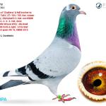 

Perfecto - super nice male pigeon from KBDB and Olympic ace lines of Belgium's best Bart Geerinckx.