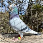 

Blue Porsche - Son of Prince Porsche and Olympic Miss Million 595. 1st Olympic Ace pigeon and full sister to Olympic Miss million 210 also 1st Olympic Ace pigeon.