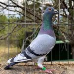 

EZ Winner - 25 EASLEY 572 - 1st USA bred pigeon in the clock and 19th prize 601 km -1691 birds AfrikaPro 2025. Nest mate was 2nd best Fancier race 7 - 383 km with 1950 birds by 11 seconds of 1st. 