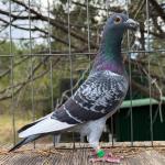 
EZ Finn - 25 EASLEY-573 CC winner of 2nd best fancier 11 seconds from 1st at AfrikaPro 2025-26. Nest Mate to 1st USA pigeon through the trap on the final at 19th place 601 km 1691 pigeons.